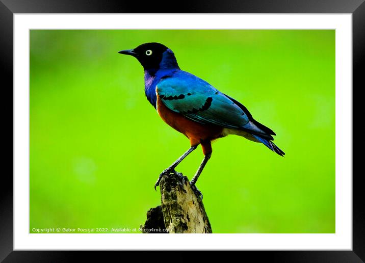 Superb starling (Lamprotornis superbus) in Malaysia Framed Mounted Print by Gabor Pozsgai