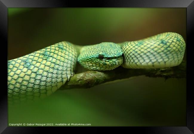 Green snake on Borneo, Malaysia Framed Print by Gabor Pozsgai