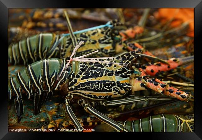 Abstract of colourful lobsters Framed Print by Gabor Pozsgai