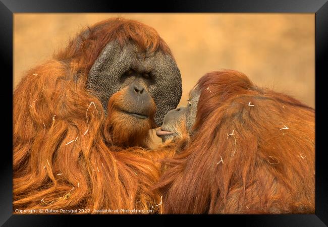 Orangutan love Framed Print by Gabor Pozsgai