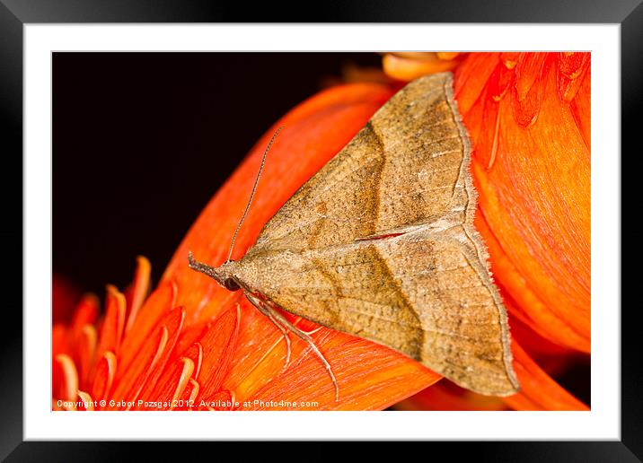 The Snout (Hypena proboscidalis) Framed Mounted Print by Gabor Pozsgai