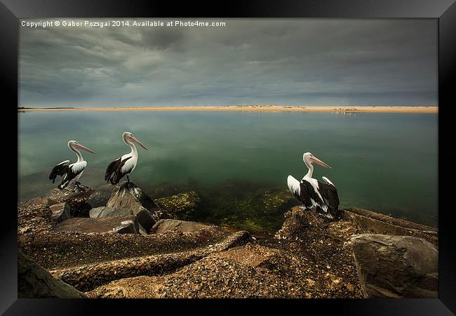 Australian pelicans sunbathing Framed Print by Gabor Pozsgai