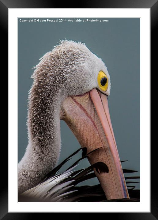 Australian pelican portrait Framed Mounted Print by Gabor Pozsgai