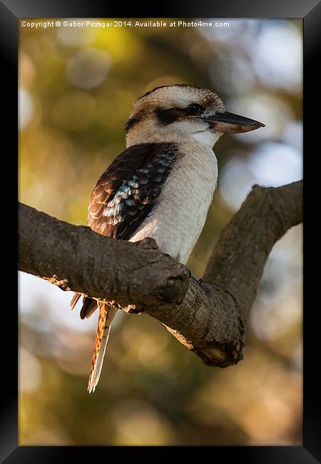 Laughing Kookaburra (Dacelo novaeguineae) Framed Print by Gabor Pozsgai