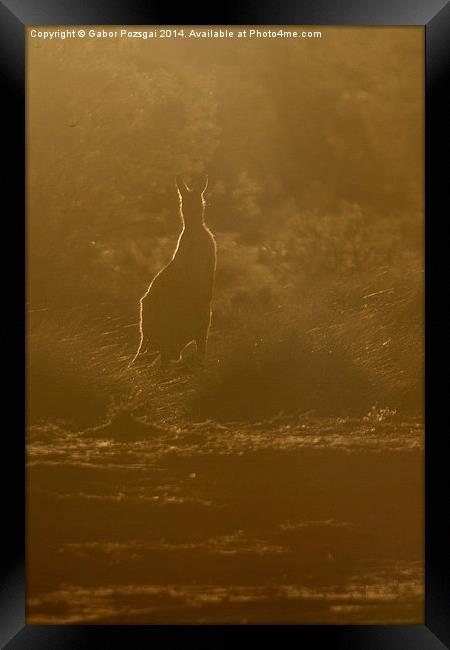 Kangaroo silhouette Framed Print by Gabor Pozsgai