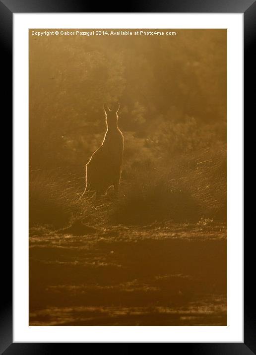 Kangaroo silhouette Framed Mounted Print by Gabor Pozsgai