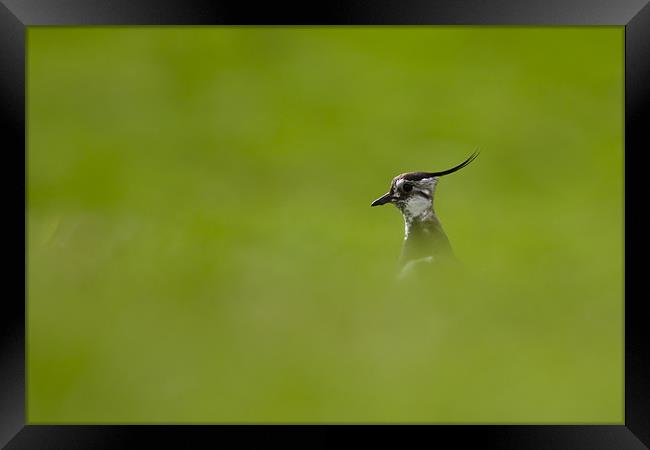 Bird-watching Framed Print by Gabor Pozsgai