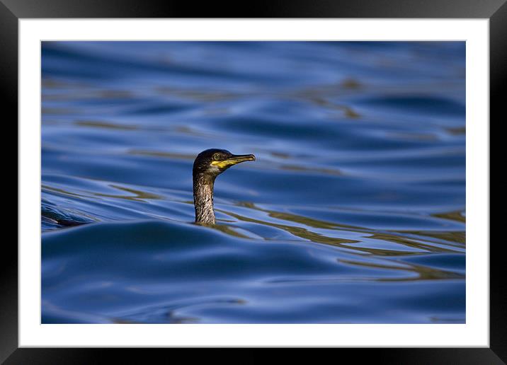 Cormorant Framed Mounted Print by Gabor Pozsgai