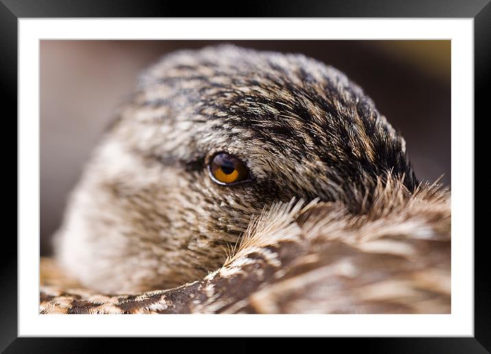 Shy duck Framed Mounted Print by Gabor Pozsgai