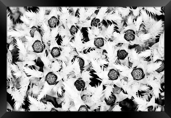 Moss in black and white Framed Print by Gabor Pozsgai