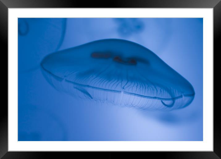 Jellyfish floating Framed Mounted Print by Gabor Pozsgai