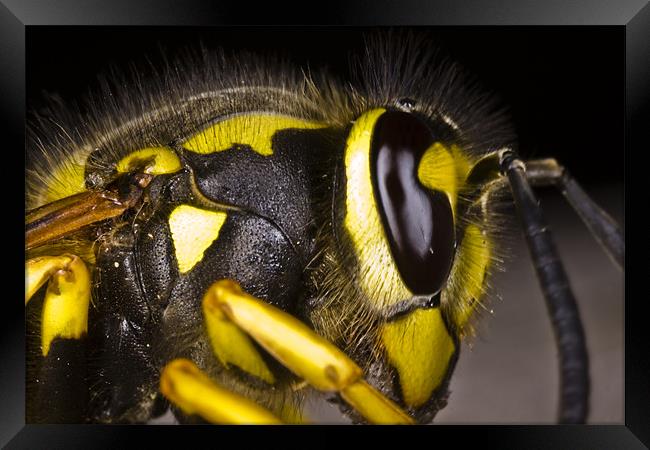 Common wasp close-up Framed Print by Gabor Pozsgai