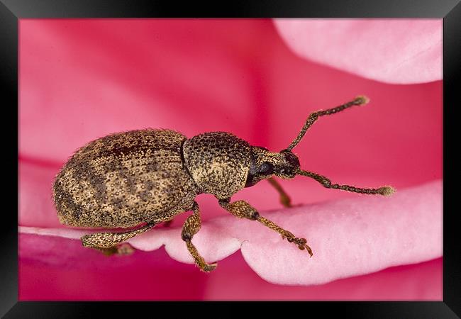 Pinky-beetle Framed Print by Gabor Pozsgai