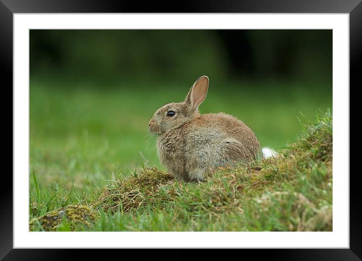 Rabbit Framed Mounted Print by Gabor Pozsgai