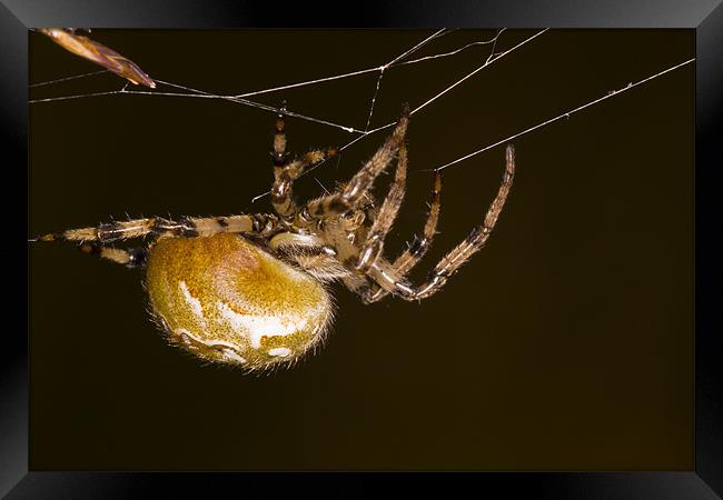 Orb-web spider Framed Print by Gabor Pozsgai