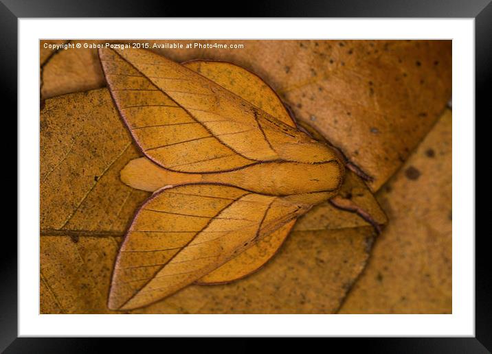 Oiticella convergens moth Framed Mounted Print by Gabor Pozsgai