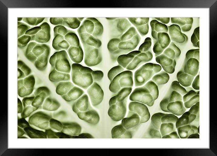 Close-up of a backlit savoy cabbage Framed Mounted Print by Gabor Pozsgai