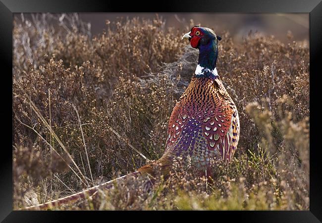 Pheasant watching between heather in Scottish Upla Framed Print by Gabor Pozsgai