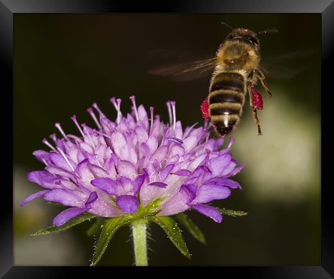 Honey-bee taking off Framed Print by Gabor Pozsgai
