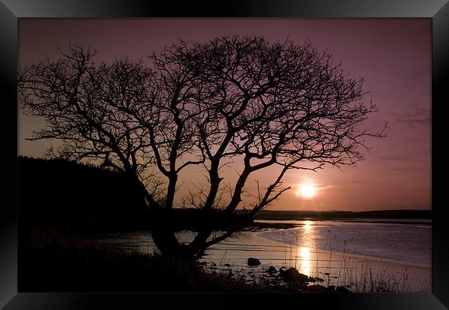 Purple sunset with tree and lake Framed Print by Gabor Pozsgai