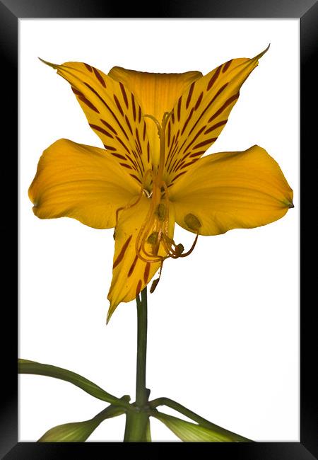 Yellow Alstroemeria on white background Framed Print by Gabor Pozsgai