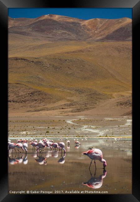 Laguna Colorada, Andes, Bolivia Framed Print by Gabor Pozsgai