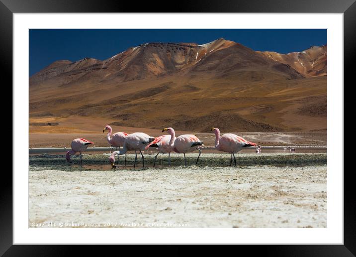 Laguna Colorada, Andes, Bolivia Framed Mounted Print by Gabor Pozsgai
