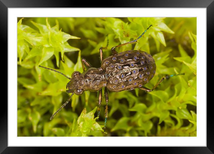 Elaphrus cupreus ground beetle Framed Mounted Print by Gabor Pozsgai