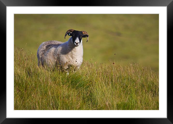 Scottish Blackface sheep on green field Framed Mounted Print by Gabor Pozsgai