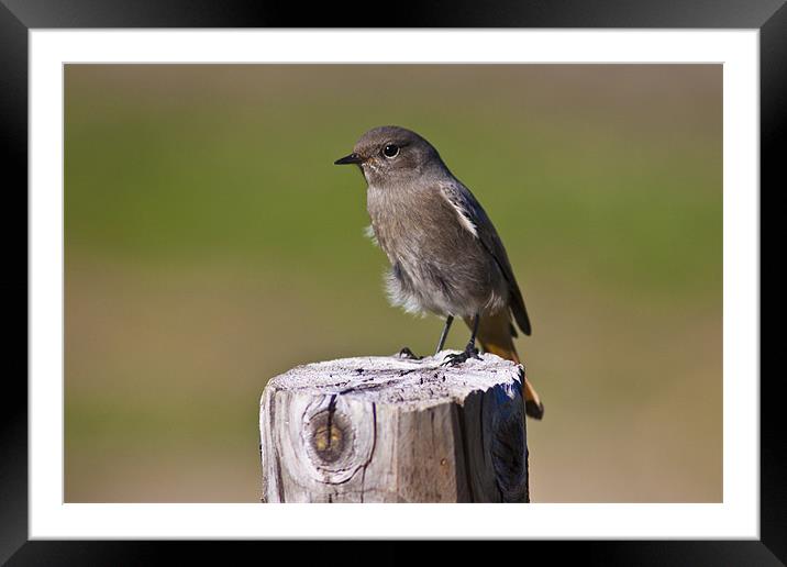 Female black redstart (Phoenicurus ochruros) Framed Mounted Print by Gabor Pozsgai