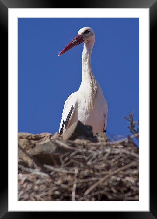 White stork (Ciconia ciconia) Framed Mounted Print by Gabor Pozsgai