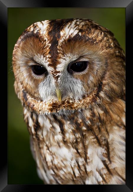 Tawny owl (Strix aluco) Framed Print by Gabor Pozsgai