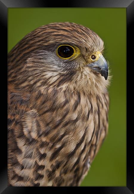 Common Kestrel (Falco tinnunculus) Framed Print by Gabor Pozsgai