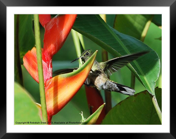 Hummingbird Framed Mounted Print by Rebekah Drew