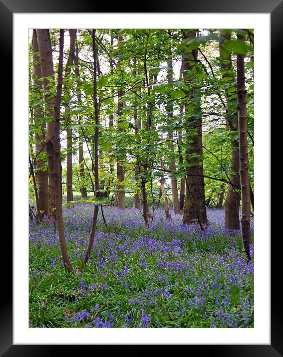 Bluebells Framed Mounted Print by Rebekah Drew