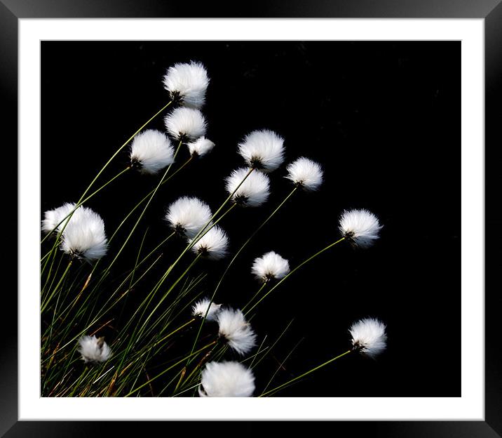 Cotton Grass Framed Mounted Print by andy harris