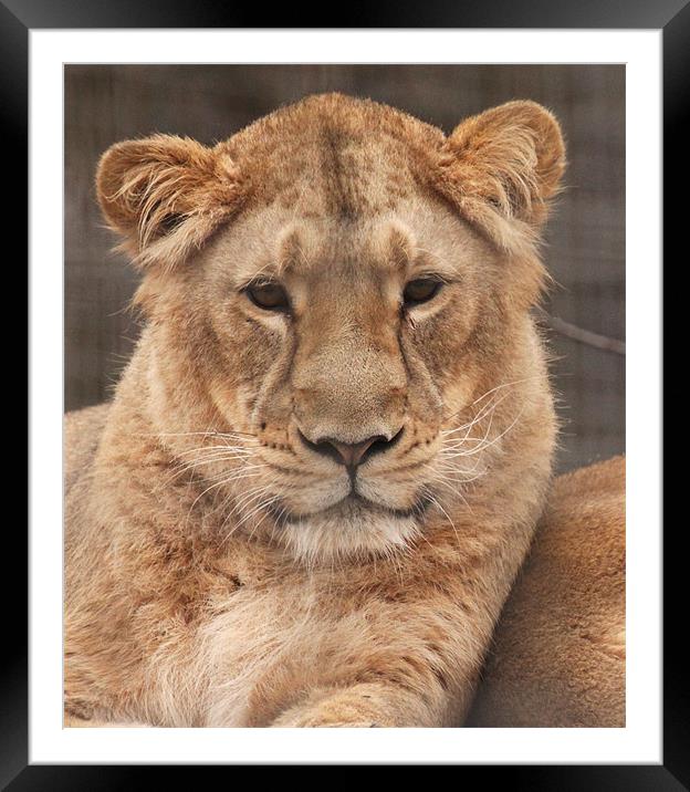 Young Male Lion Framed Mounted Print by nikola oliver