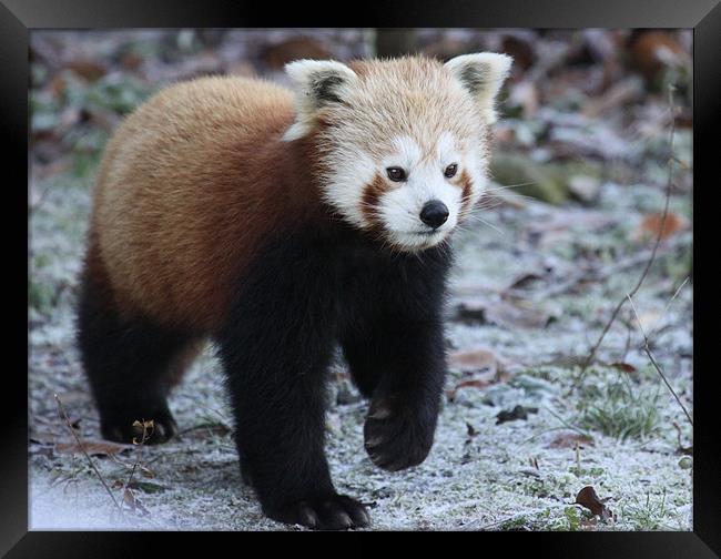 Red Panda Framed Print by nikola oliver