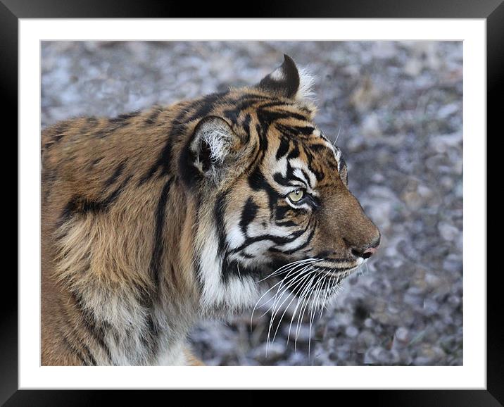 Tiger 2 Framed Mounted Print by nikola oliver