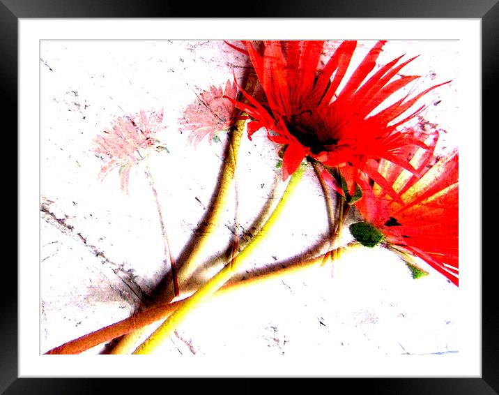 abstract floral Framed Mounted Print by joseph finlow canvas and prints