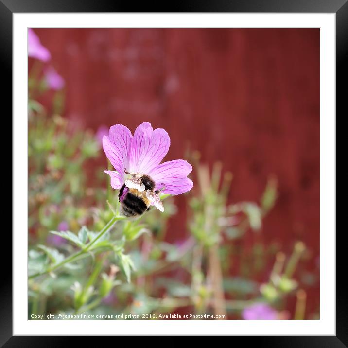 Does my bum look big in this Framed Mounted Print by joseph finlow canvas and prints