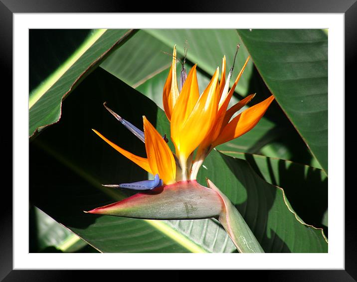 Bird of Paradise Framed Mounted Print by Ryan Harris