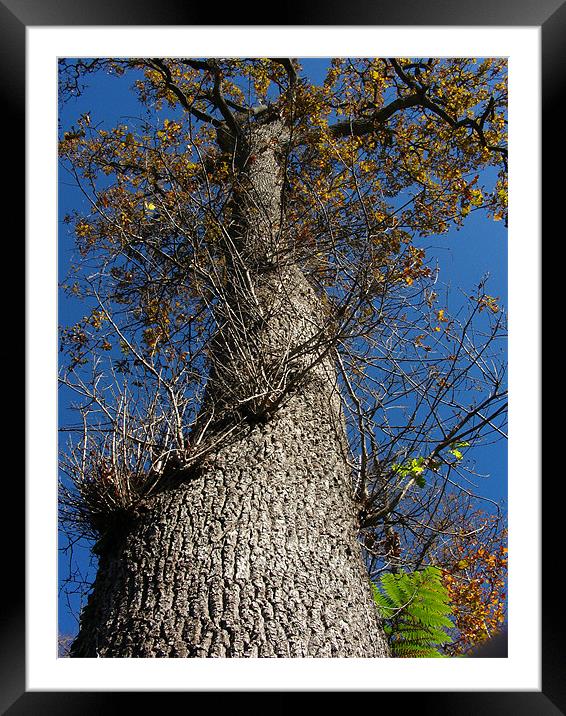 Looking Up a Tree Framed Mounted Print by Ryan Harris