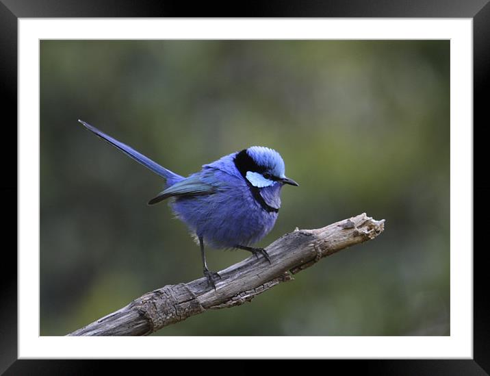 Blue Bird Framed Mounted Print by lindsey Marsh