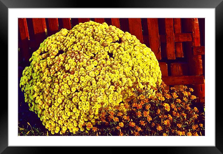 flower bush Framed Mounted Print by Erzsebet Bak