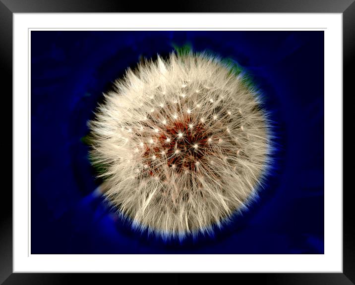 Dandelion Framed Mounted Print by Erzsebet Bak