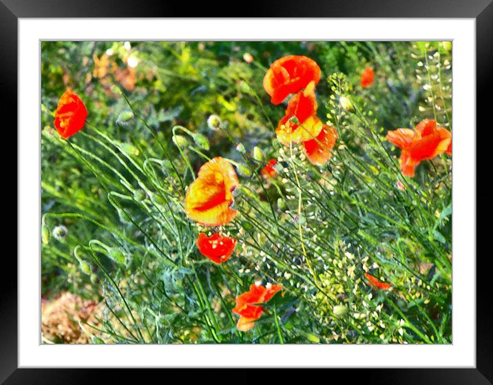 Painted poppies Framed Mounted Print by Erzsebet Bak