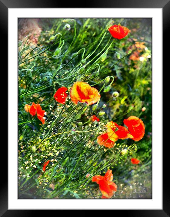 Poppies on meadow Framed Mounted Print by Erzsebet Bak
