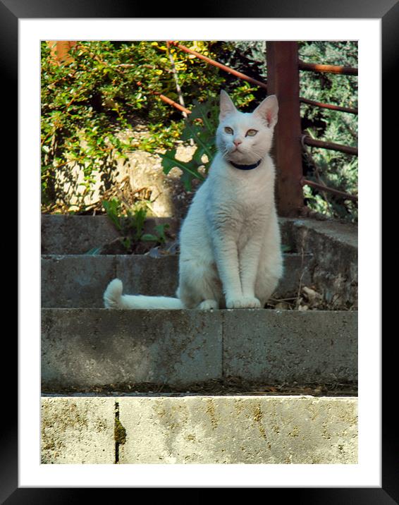 Cat on the stair Framed Mounted Print by Erzsebet Bak