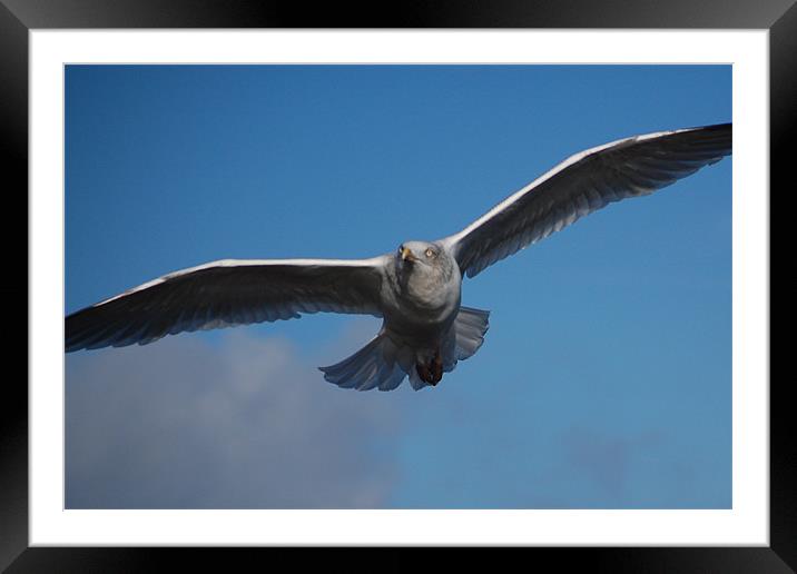 Whitby Seagull Framed Mounted Print by James Holmes